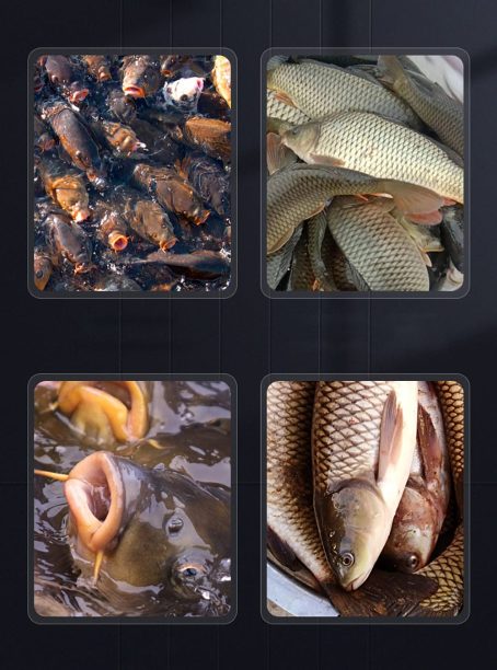 Flüssiges Blut Wurm Aroma Köder Additiv – Bild 9