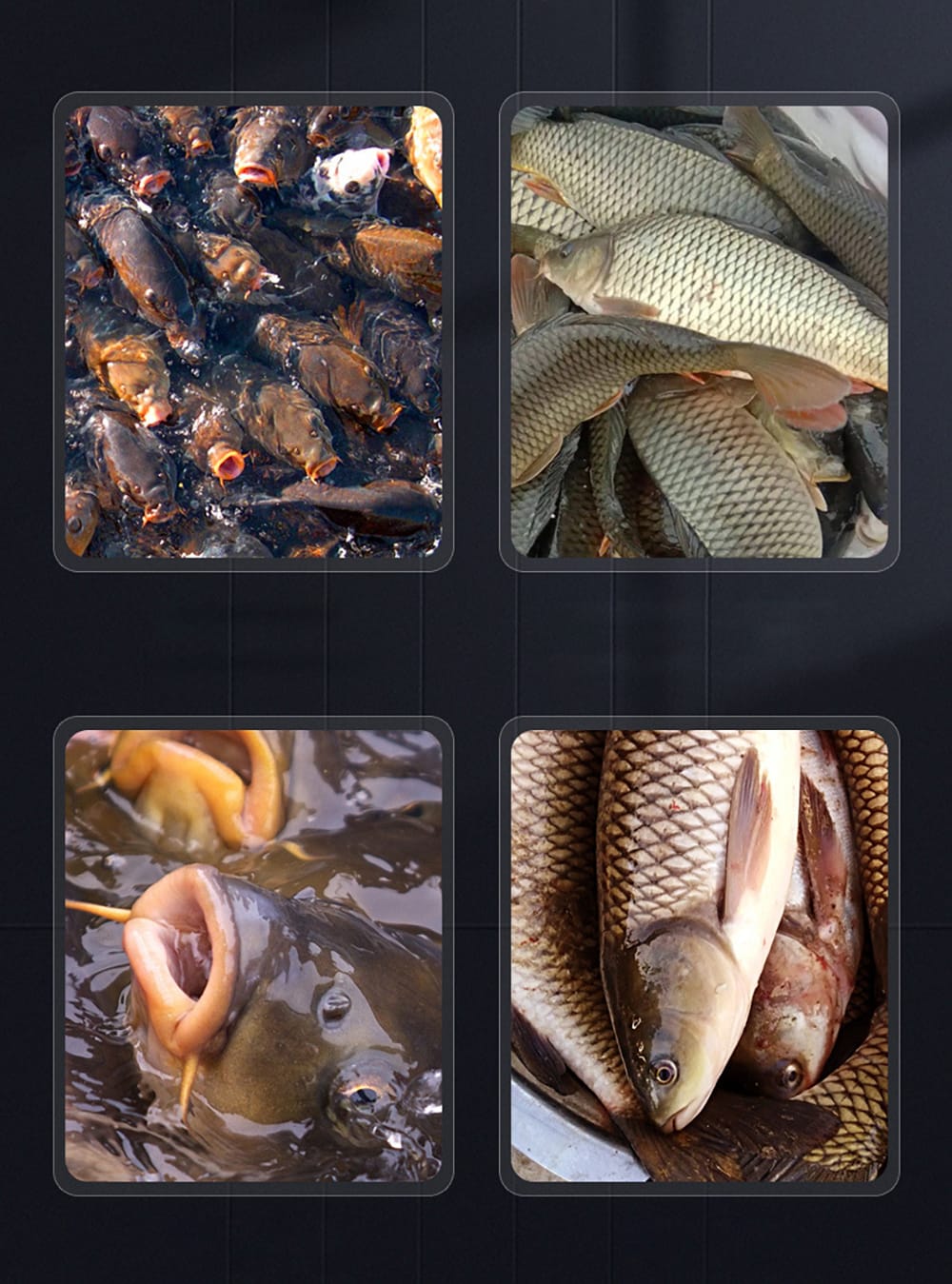 Flüssiges Blut Wurm Aroma Köder Additiv – Bild 9
